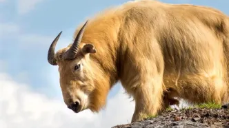 با تاکین افسانه ای و کمیاب هیمالیایی آشنا شوید! + فیلم