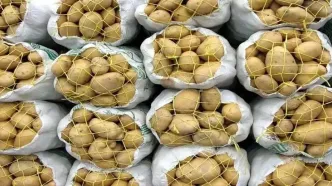 قیمت خرید تضمینی سیب زمینی و پیاز در سال ۱۴۰۵ | سیب زمینی کیلویی چند؟