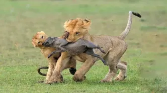 توله شیر و چهره‌ای پر از تقلا در رودخانه