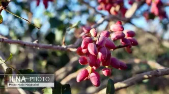 میزان تولید پسته ایران به ۳۰۰ هزار تن می‌رسد