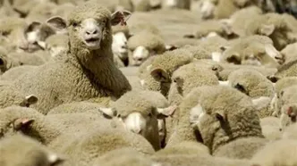 درخواست قطر از ایران؛ گوسفند ایرانی می‌خواهیم!