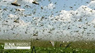 احتمال حمله ملخ صحرایی در اسفند شدت گرفت