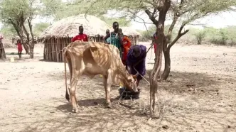 ببینید؛ خشکسالی بی‌رحم در کنیا