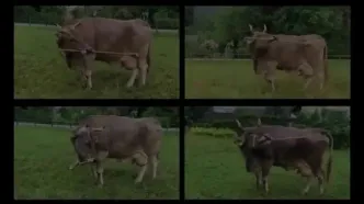 گاو نابغه اتریشی که با جارو پشتش را می‌خاراند!