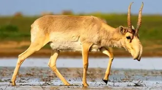 بزکوهی سایگا؛ حیوانی کمیاب با دماغی عجیب و غریب/ ویدئو