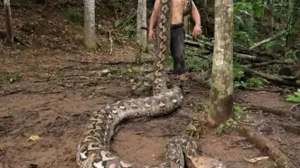 بلندترین مار وحشی جهان در اندونزی کشف شد