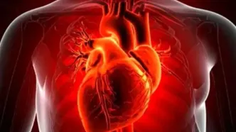 امیدی تازه برای بیماران قلبی: قلب می‌تواند بخشی از آسیب پس از سکته را جبران کند