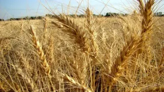 خبر مهم دولت برای گندمکاران /نرخ خرید تضمینی گندم چقدر شد؟