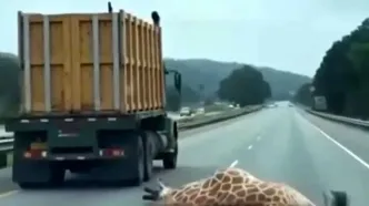 فیلم کامیون و زرافه / ماجرای سقوط میهمان غول‌پیکر وسط خیابان با نگاه هوش مصنوعی