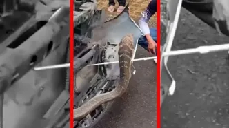 بیرون کشیدن مار سه متری از داخل موتور یک ماشین در تایلند