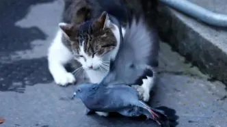 تصاویر؛ گربه‌ای فراتر از سیاست