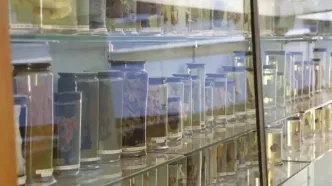 کشف قدیمی‌ترین ویروس سرماخوردگی جهان در ریه‌های زن ۳۰۰ ساله