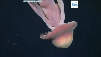 کشف نادر شبح دریایی غول‌پیکر در اعماق اقیانوس