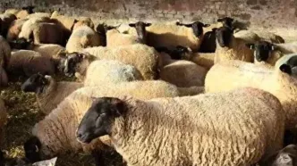 جدیدترین قیمت دام زنده در بازار؛ گوسفند و گوساله زنده کیلویی ۵۹۰ هزار تومان