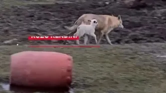 تصاویر دوستی عجیب گرگ و بره جلب توجه کرد