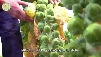 چگونه آمریکایی ها هزاران تن کلم بروکسل را برداشت و فرآوری می کنند؟