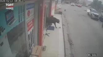 حمله گاوها به فروشنده لوازم خانگی