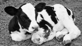 ماجرای گاو تریاکی در سبزوار خبرساز شد