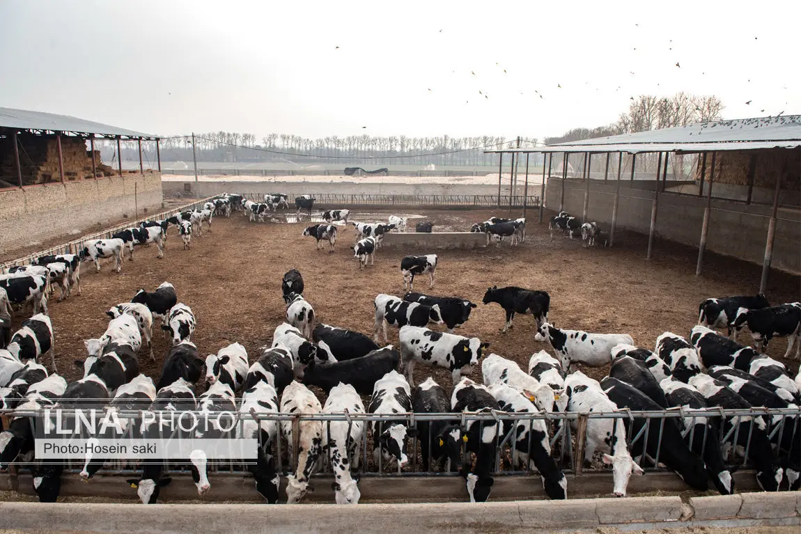 افزایش تورم تولیدکننده محصولات گاوداری­‌های صنعتی به 34 درصد
