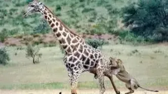 نبرد دیدنی و شجاعانه بچه زرافه با شیر گرسنه + فیلم