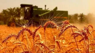 قیمت خرید تضمینی گندم چقدر باید باشد؟ درخواست جدید گندم‌کاران از دولت + فیلم