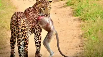 عکس؛ یک پلنگ با لاشه بی‌سرِ میمون