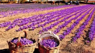 زعفران کیلویی ۲۰۰ میلیون تومان را رد کرد!