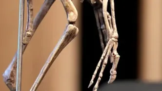 کشف فسیل «شگفت‌انگیز» دایناسوری به اندازه کلاغ