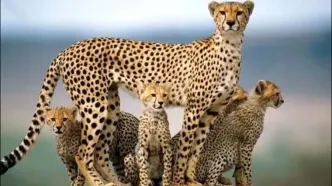 شکار نفس‌گیر شاخ‌چنگی؛ وقتی ائتلاف یوزها طعمه را محاصره کرد