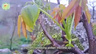 نگاهی به مراحل کاشت و برداشت هزاران تن گردو از باغات کالیفرنیا