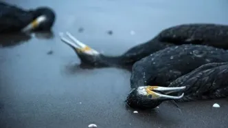 تصاویر؛ مرگ خاموش باکلان‌ها در سواحل خزر