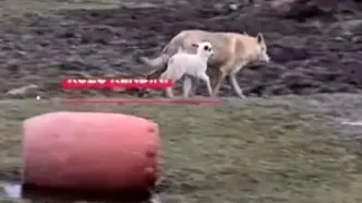 تصاویر دوستی عجیب گرگ و بره جلب توجه کرد/ویدیو