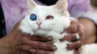 تصاویر؛ «مادر گربه‌ها»