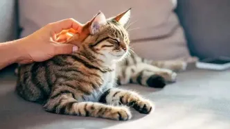 تحقیق جدید: گربه‌ها شاید کلید درمان سرطان در انسان باشند