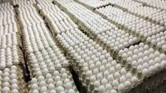 اعتراض روزنامه اصولگرا به ارزانی تخم مرغ/ قیمتش حتی از دان مرغ هم کمتر است/ نتایجش را یک ماه آینده می بینیم!