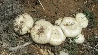 چگونه قارچ‌های خودرو و غذاهای کپک‌زده سلامت انسان را تهدید می کند؟