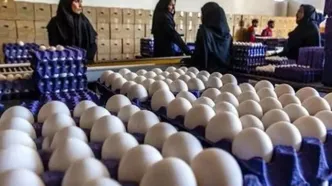 شوک بزرگ بازار تخم مرغ / قیمت جدید تخم مرغ اعلام شد