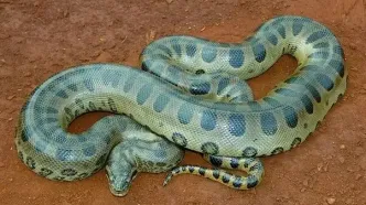 رویارویی هیجان‌انگیز ویل اسمیت با آناکوندای ۷.۵ متری در آمازون