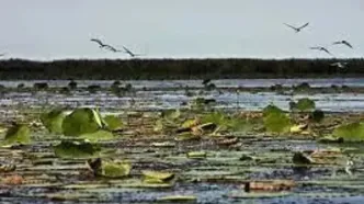 بارش‌های گیلان به دادِ تالاب انزلی رسید