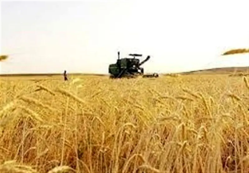 آژیر خطر برای نان مردم: سن گندم به مزارع جنوب یورش برد!