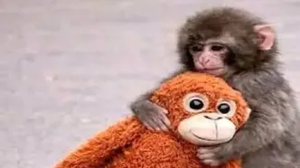 میمون یتیم بالاخره مادر پیدا کرد