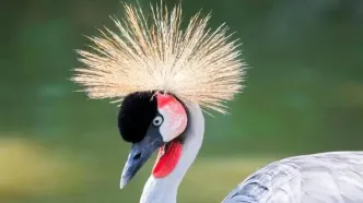 ۱۰ پرنده ملی که هویت کشورها را به پرواز درمی‌آورند