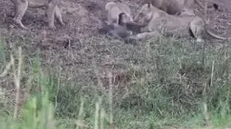 بایون نگون‌بخت در دام مرگبار شیرها افتاد