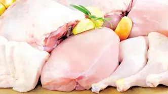 مرغ گران‌تر می‌شود؟ هشدار جدی تولیدکنندگان درباره جهش نهاده‌های دامی