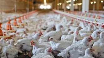 قیمت کنونی هرکیلو مرغ زنده ۱۳۰ هزارتومان اعلام شد؛ بازار تعریفی ندارد!