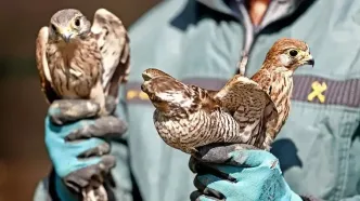 فیلم رهاسازی ۱۸ پرنده شکاری آسیب دیده در اصفهان