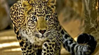 حضور پلنگ در حیاط خانه‌ یک روستایی