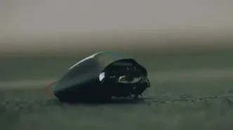 آلمان‌ها از سوسک‌های جاسوسی رونمایی کردند!