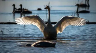 تصاویر؛ قوهای فریادکش مهمان همیشگی تالاب سرخرود