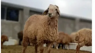 نرخ تازه دام زنده امروز ۲۵ بهمن ۱۴۰۴